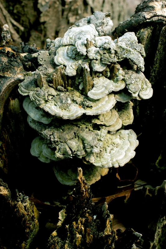Fungus 4 